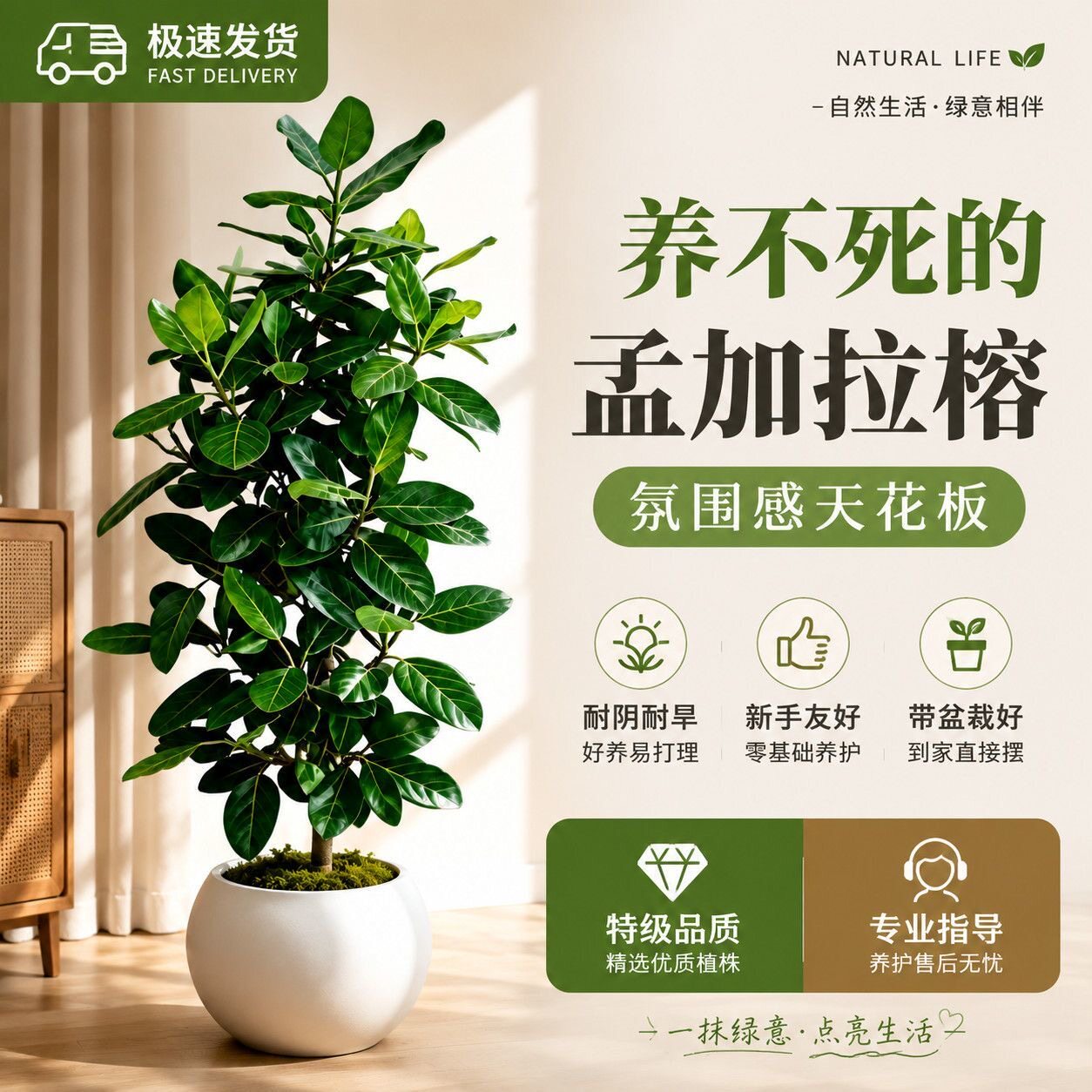 精品孟加拉榕树网红绿植办公室内客厅家养可造型净化空气大绿植物