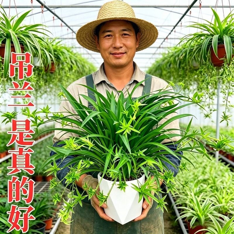 青叶吊兰绿植带垂吊金边吊兰客厅盆栽植物室内办公室净化空气好养