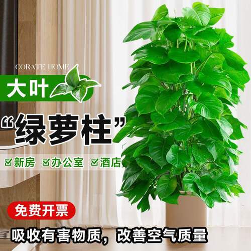 【送货上门】大叶绿萝柱盆栽丛生植物净化空气新手易养室内绿植