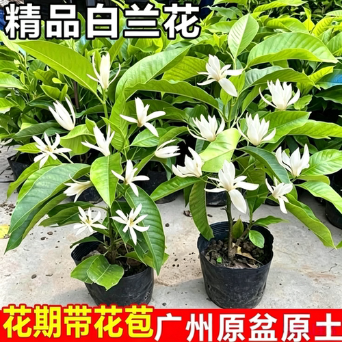 浓香型大型花卉正宗白兰花盆栽花苗白兰苗办公室内客厅庭院绿植物