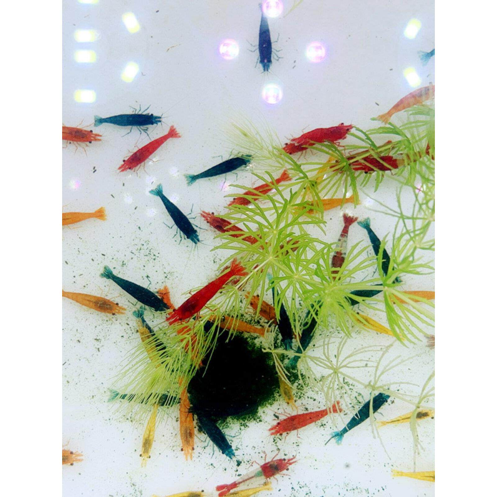 糖果色组合红极火虾红琉璃虾香吉士虾蓝宝石虾观赏小虾搭配套餐
