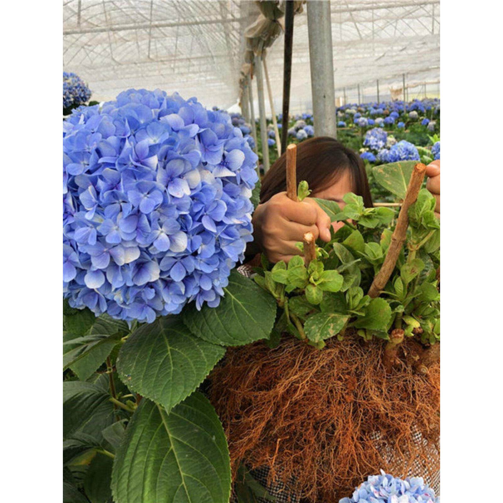 绣球花苗老桩大花无尽夏特大苗庭院四季开花盆栽阳台室内花卉植物