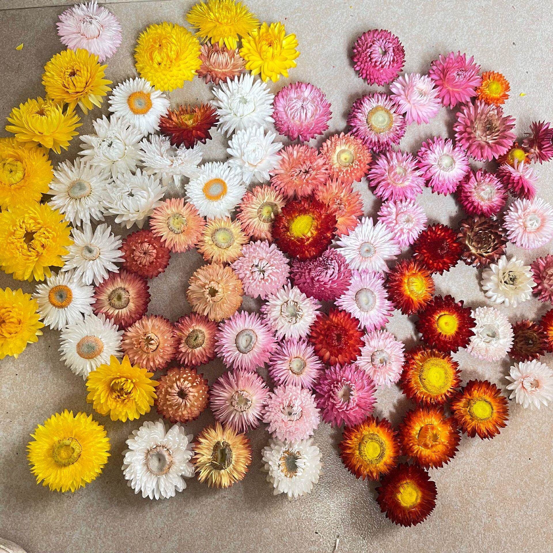 七彩小雏菊 干花花头 diy材料包麦秆菊真花花材手工拍照装饰