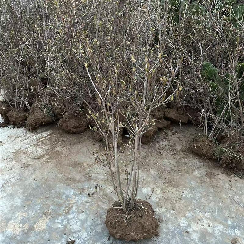 映山红树苗映山黄花毛杜鹃花苗南北方庭院种植耐寒映山红老桩盆景