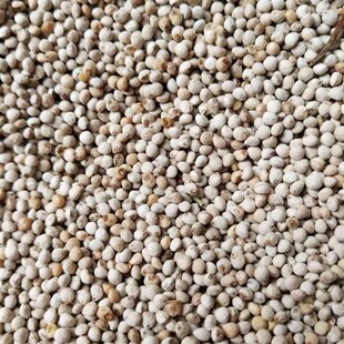 2024年新白苏子软苏子鹦鹉金丝雀芙蓉鸟黄雀鸟食鸟粮饲料1斤包邮