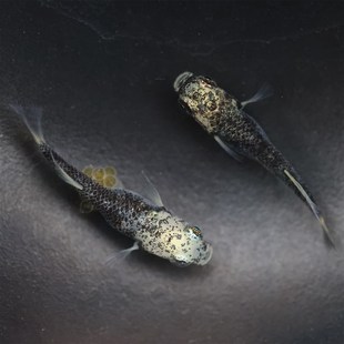 观背青鳉 匠鱼 白姬 纯青鳉鱼卵鱼苗种鱼 锦鲤淡水观赏鱼活鱼