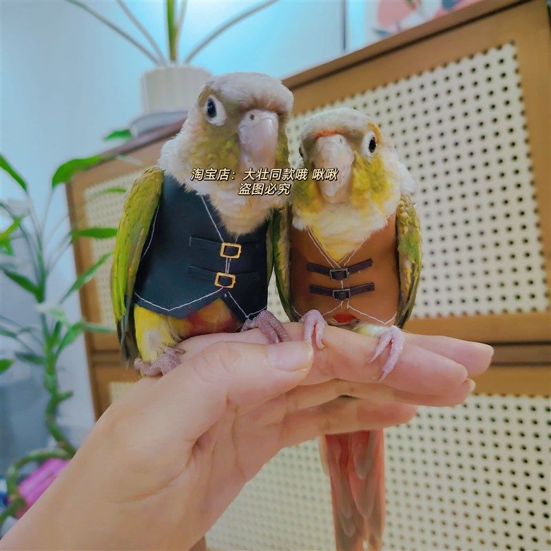 虎皮牡丹玄凤鹦鹉鸟衣服小背心皮衣小马甲衣服,宠物/宠物食品及用品,鸟禽服饰,淘宝优惠券,粉丝福利购,淘宝优惠卷
