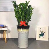 金钱树盆栽植物室内大绿植钱串子招财客厅四季 常青发财树盆景招财