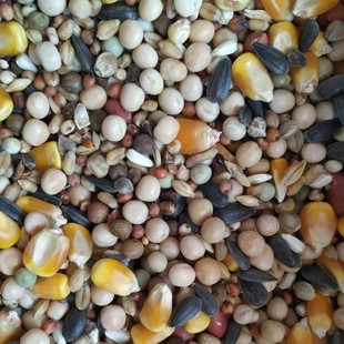 鸽粮A级有玉米鸽粮饲料信鸽育雏鸽粮鸟食斑鸠粮幼鸽饲料五斤包邮