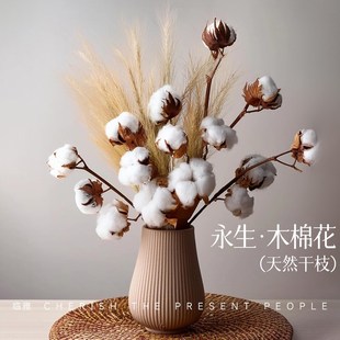 棉花枝自然干花花束客厅摆设天然木棉花家居装饰新疆道具插花客厅