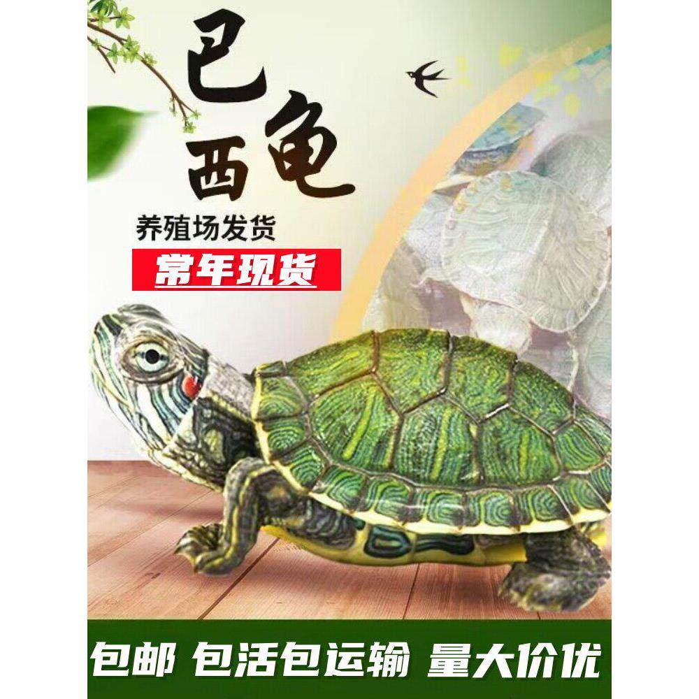 乌龟活物大巴西龟活体宠物龟长寿观赏龟绿色小彩龟红耳水龟活物