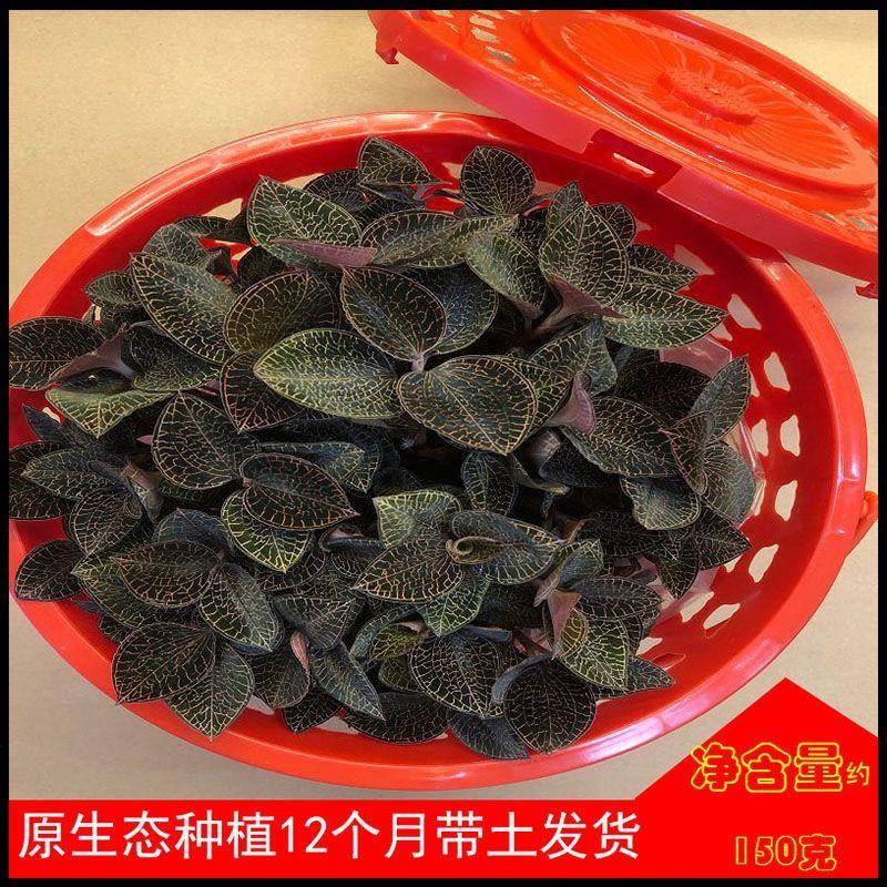 金线莲红圆礼篮盆栽原生态种植一年种苗袋装篮金线莲新鲜鲜活篮子