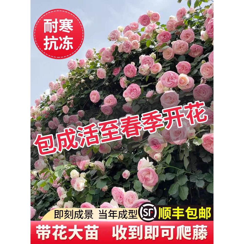 蔷薇花苗爬藤月季花卉植物盆栽特大苗室外庭院爬墙月季玫瑰花树苗
