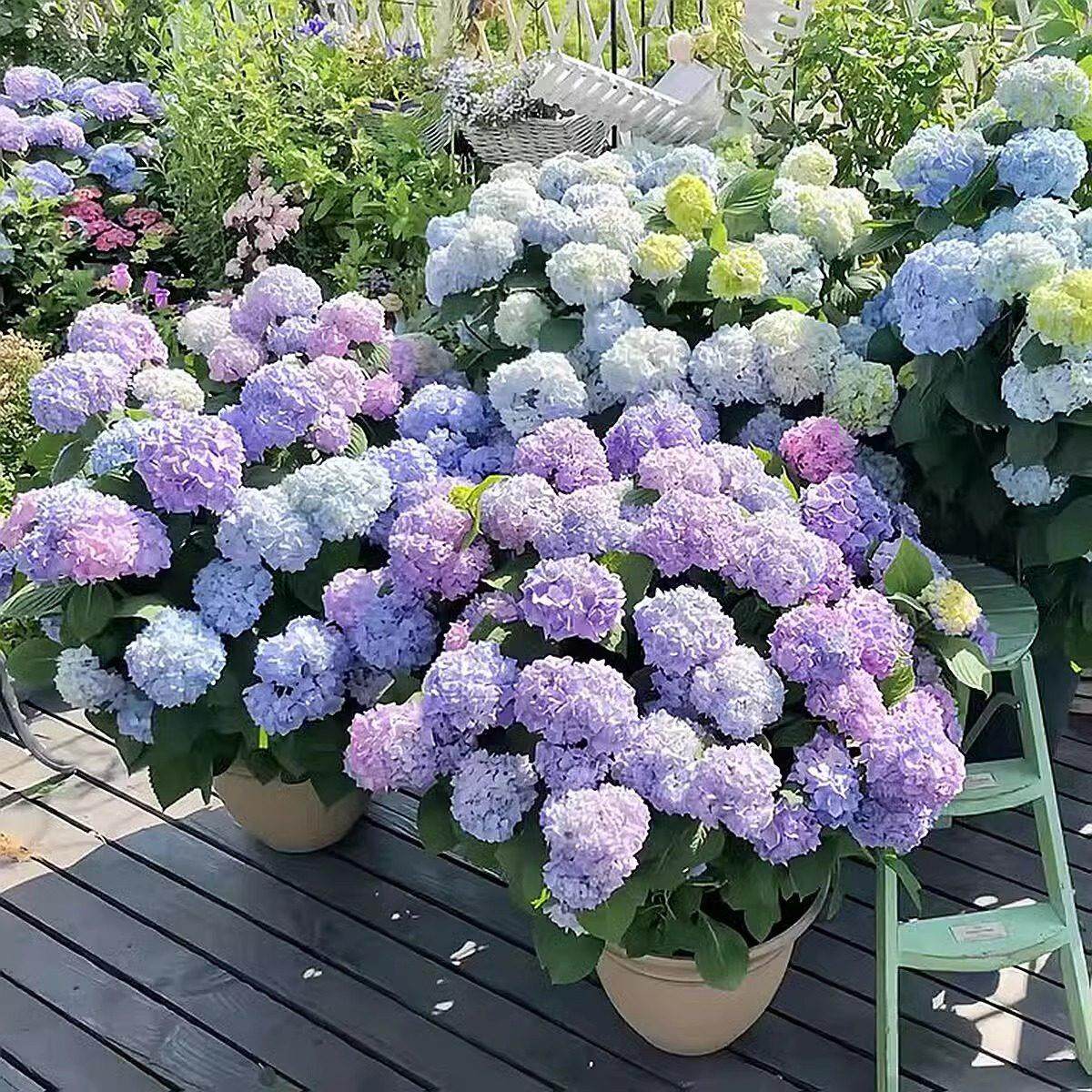 大花绣球花苗盆栽无尽夏四季开 花不断花园庭院好养八仙花耐寒植