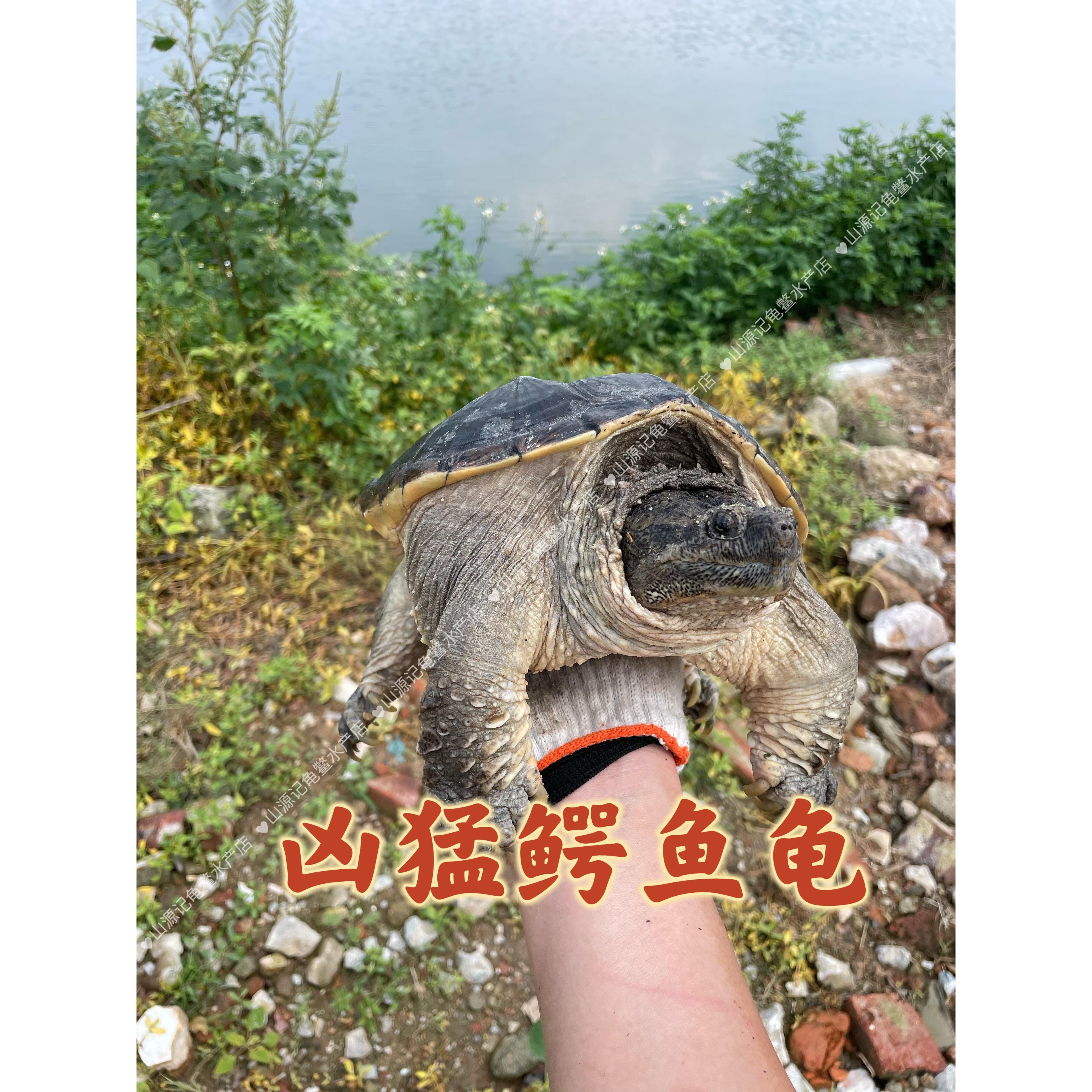 特大龟鳄鱼龟食用大鳄龟人工养殖鳄鱼龟活体观赏龟鳄龟食用红烧