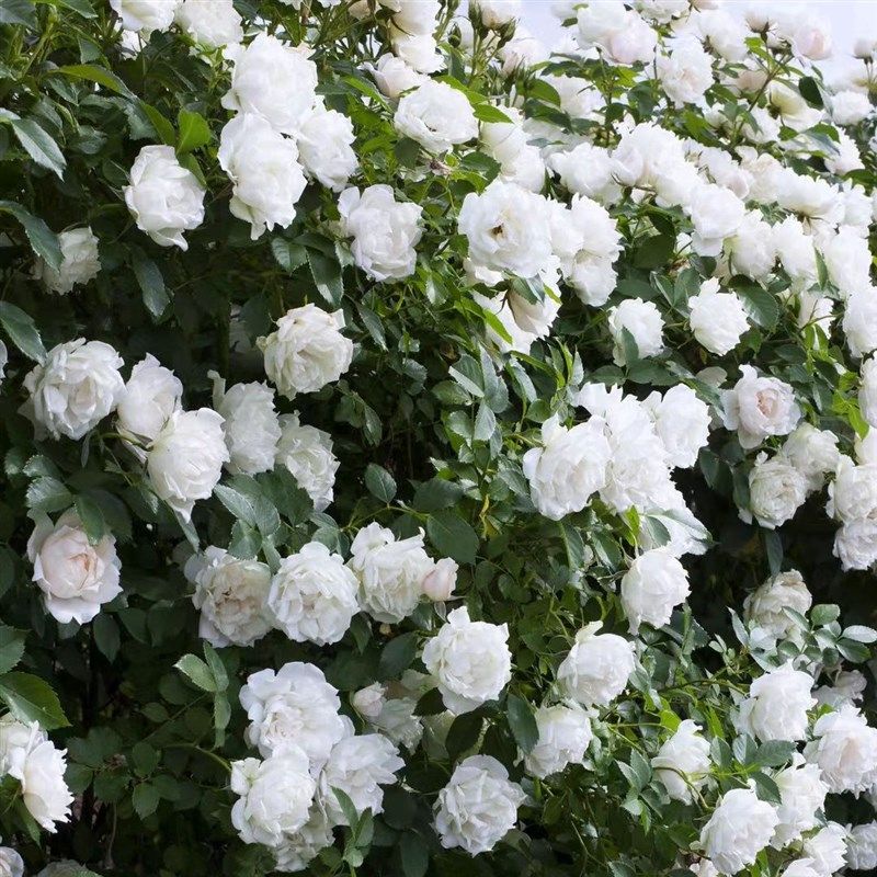 虹越月季花苗爬藤月季灌木冰冠蓝色阴雨龙沙宝石天方夜谭玫昂小姐,鲜花速递/花卉仿真/绿植园艺,月季/蔷薇/玫瑰,淘宝优惠券,粉丝福利购,淘宝优惠卷