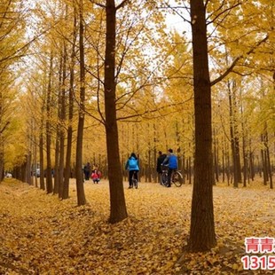 银杏树小苗大树庭院银杏树苗风景树景观树园林绿化植物行道南北方