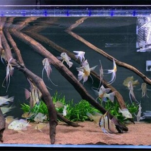 紫柚沉木拱桥 水草 沉木条南美组合  雨林缸鱼缸森林造景骨架素材