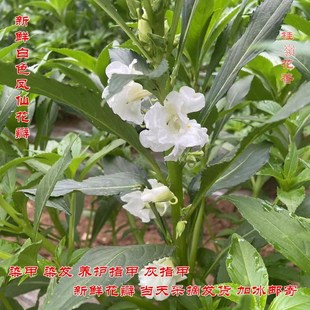 白色凤仙花 新鲜指甲花 小桃红干花瓣花粉染发染甲凤仙透骨草包邮