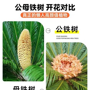 铁树盆栽绿植花卉树苗大盆景苏铁开花公母客厅室内绿植好养植物