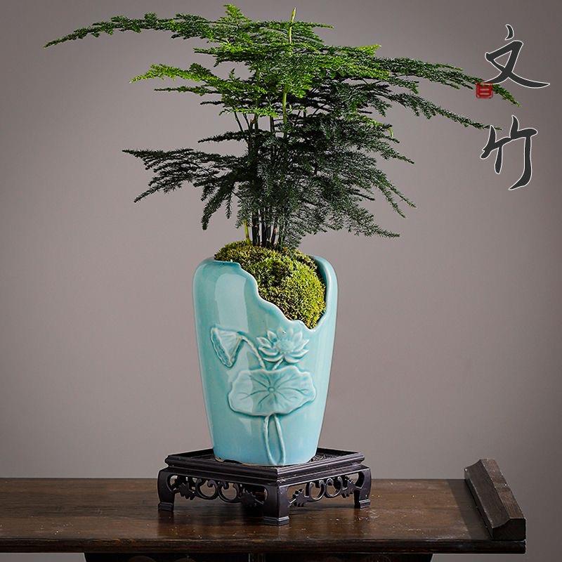 文竹盆栽植物室内净化空气办公室绿植花卉盆栽盆景个性小盆栽
