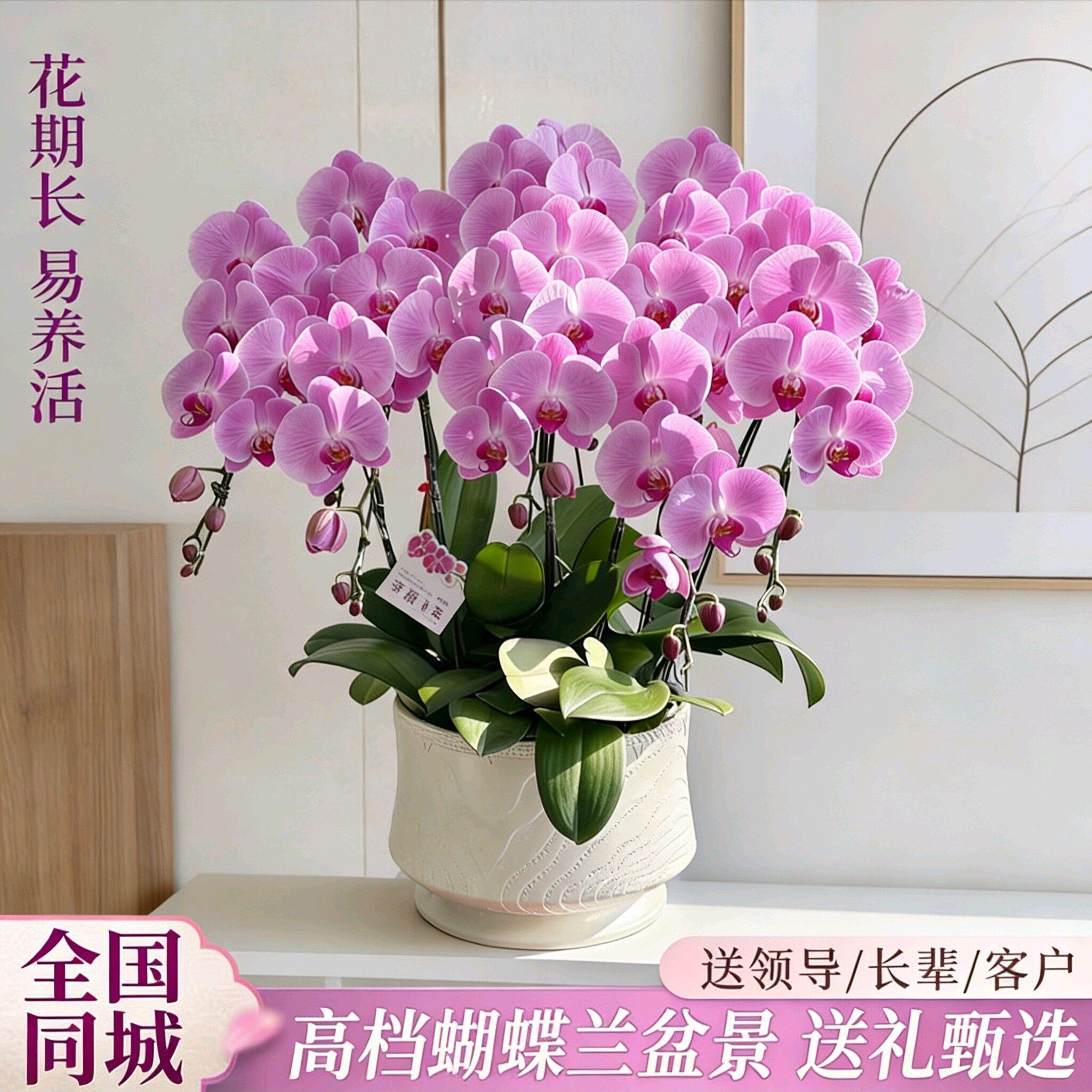 武汉蝴蝶兰盆栽真鲜花速递同城生日庆典开业乔迁年宵花卉全国配送