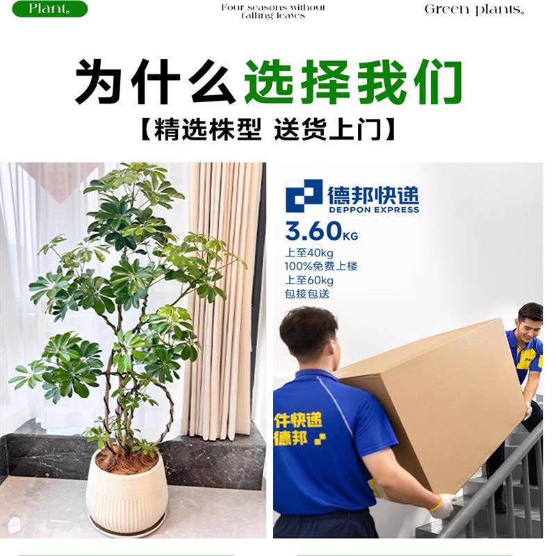 造型鸭脚木客厅大型盆栽高级感八方来财鸭掌木鹅掌柴招财树大绿植