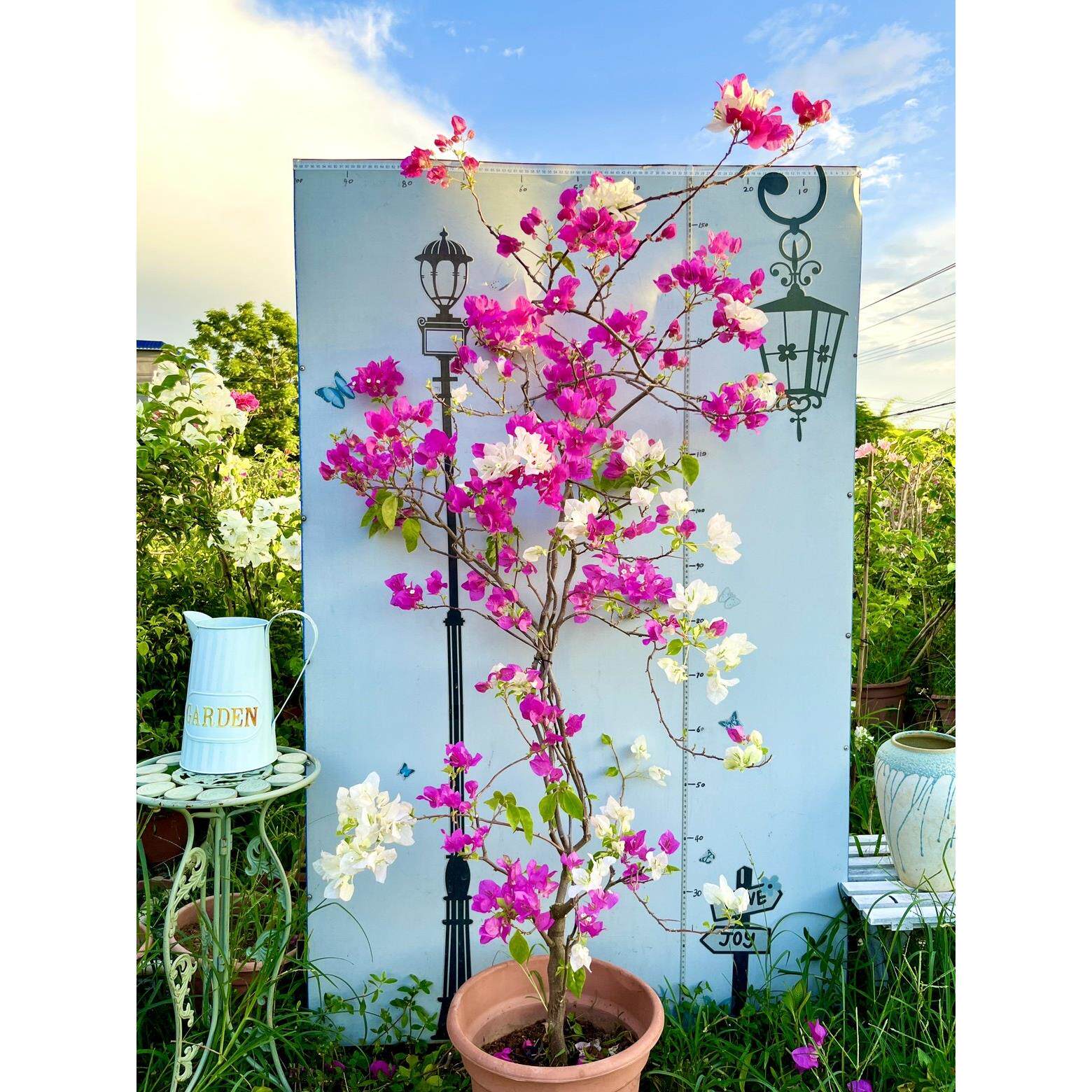 金心红白双色三角梅巴西杜鹃盆栽花苗，爬藤拱门开花阳台庭院花卉