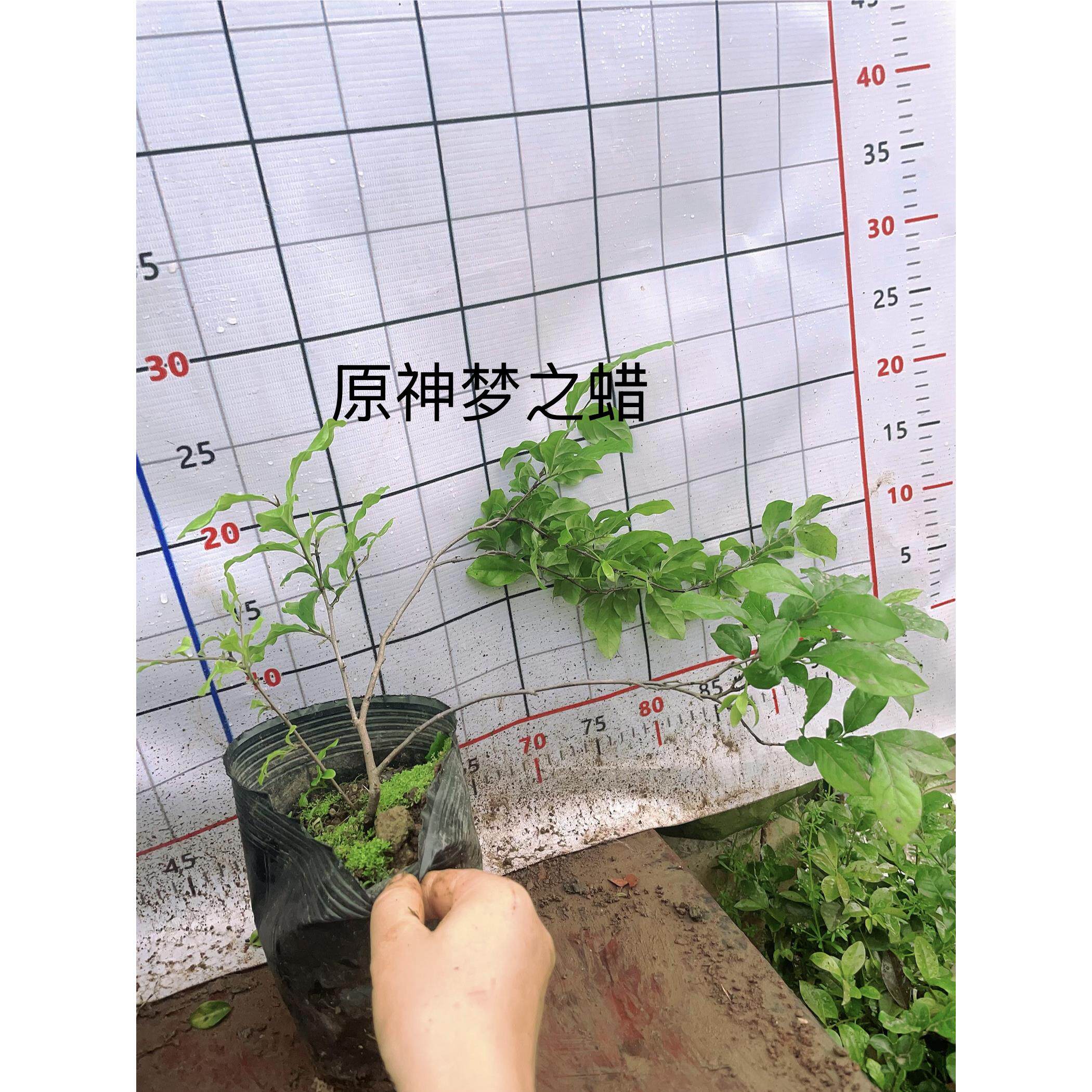 原生老鸦柿金弹子 母桩 绿植美观 随机发货原盆原土发货包邮