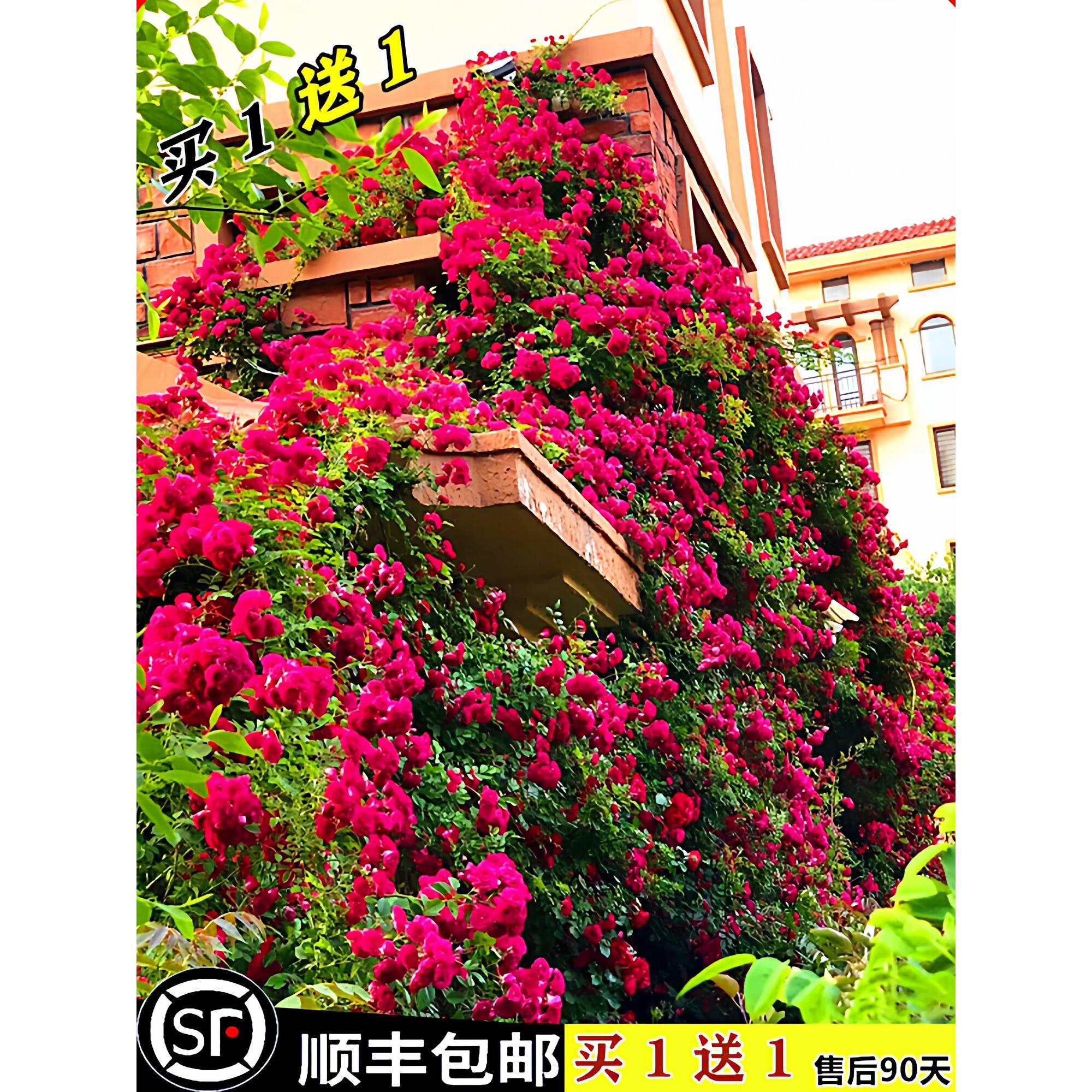 无刺四季红木香花苗爬藤植物红花蔷薇黄木香藤蔓藤本庭院爬墙玫瑰