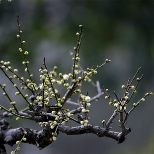 耐寒绿梅盆景树桩盆栽浓香绿萼梅花苗阳台庭院花卉植物室内外四季