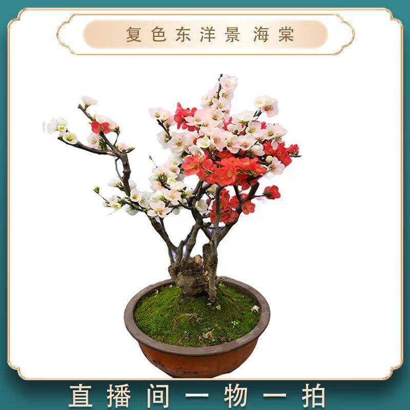 复色东洋锦海棠盆栽地栽阳台庭院室内室外种植耐寒耐旱变色花卉植