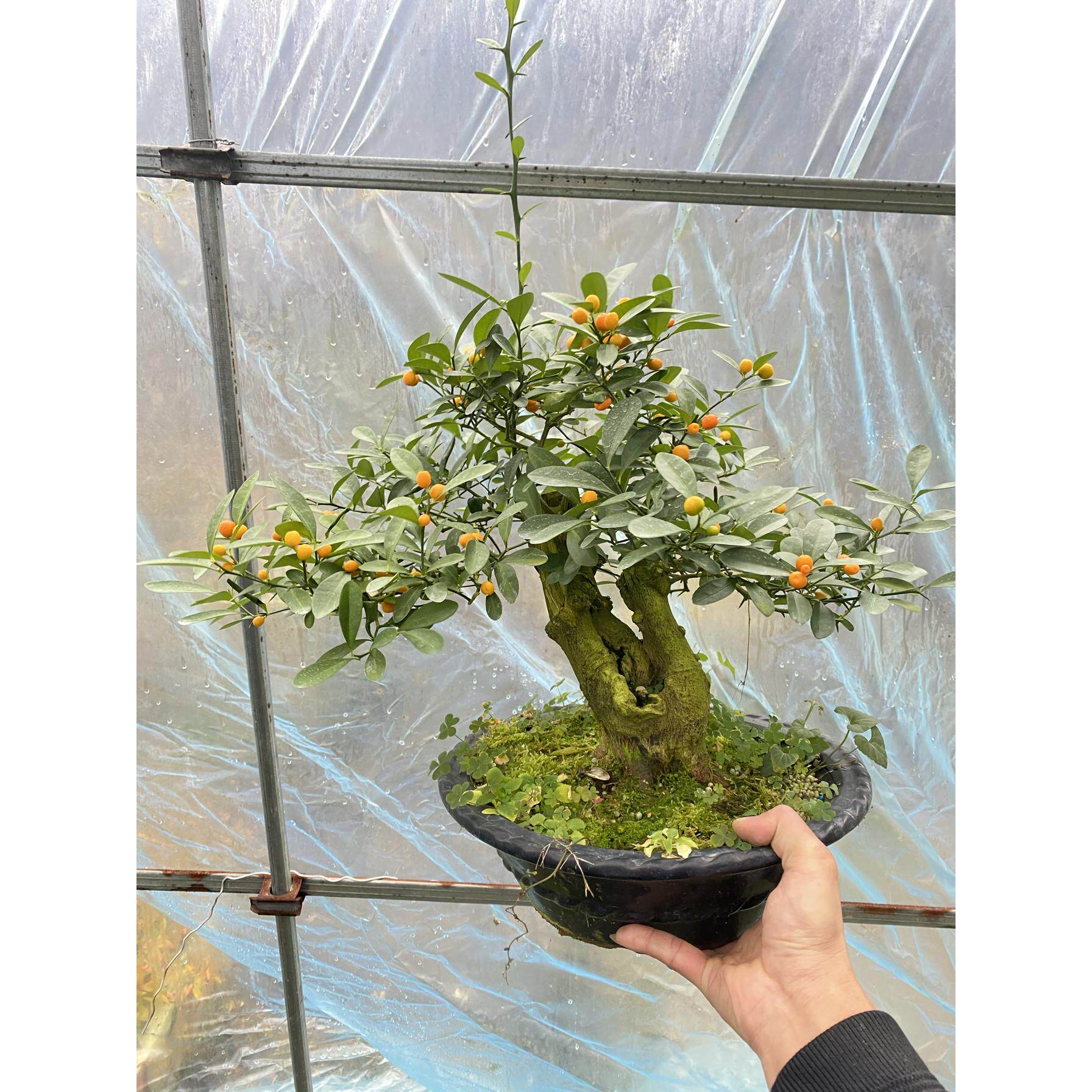 金豆盆景带果金豆盆栽瓜豆掌上微型素材阳台客厅观果植物提根