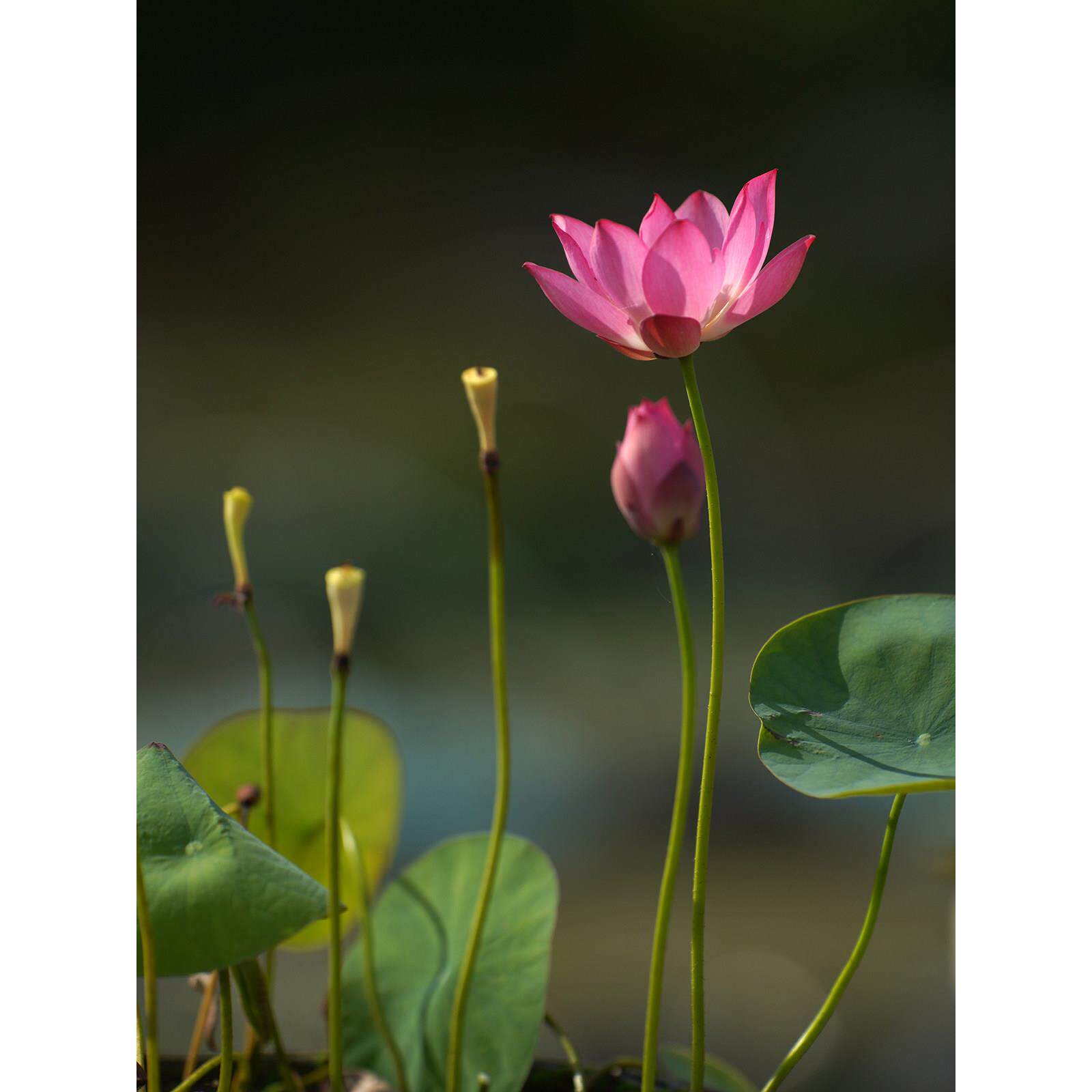【紫仙·媚娘】周劲松小微型盆栽阳台家庭种植碗莲荷花种藕根茎苗