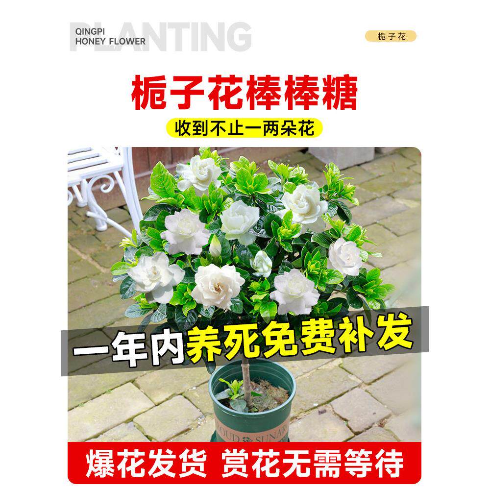 独杆棒棒糖栀子花盆栽带花苞大叶老桩桅子树苗牡丹四季开花卉植物