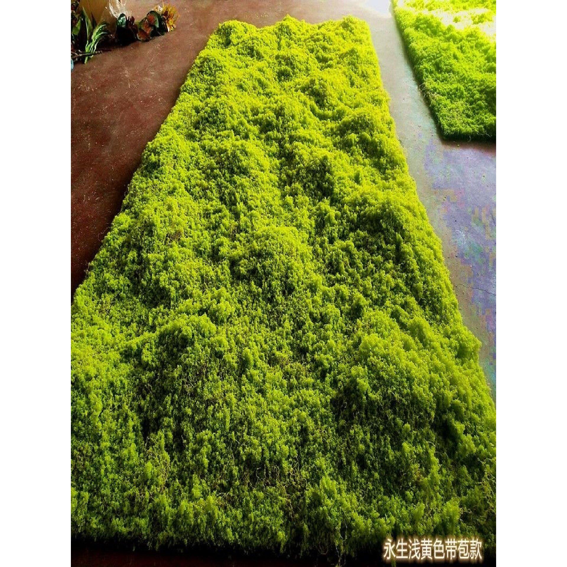 苔藓地毯模拟草皮草坪苔藓商场墙贴花墙植物墙盆景盆栽假苔藓窗口