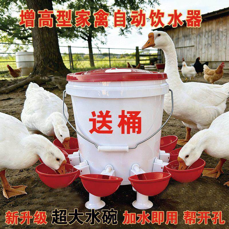 鸡鸭家禽全自动专用饮水器宠物鸽子雏鸡喂鸡喝水养殖新款喂鸡厂家