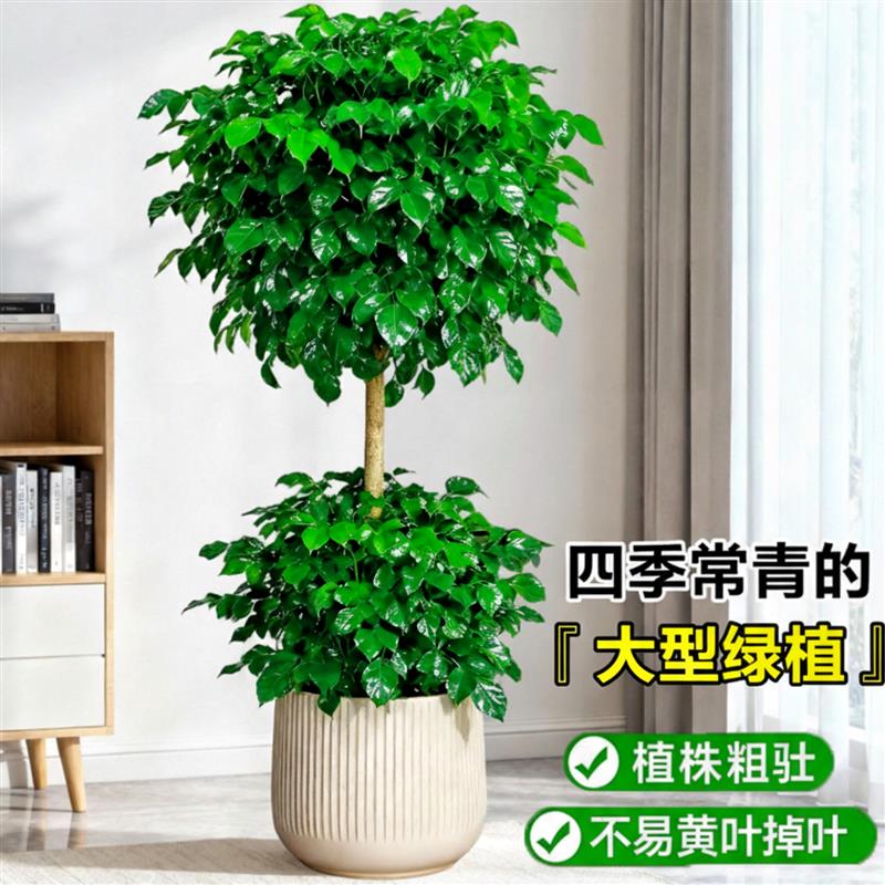 双层幸福树客厅大盆栽造型绿宝平安树办公室内大型植物真树高级感