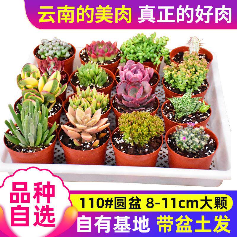 群生大颗多肉植物盆栽带盆带土云南肉肉植物多肉组合