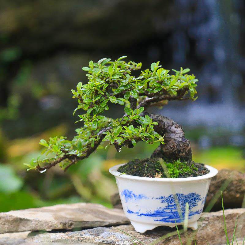 白紫檀荀子白花苏梨木微盆景小品开花挂果矮霸客厅桌面微景观直销