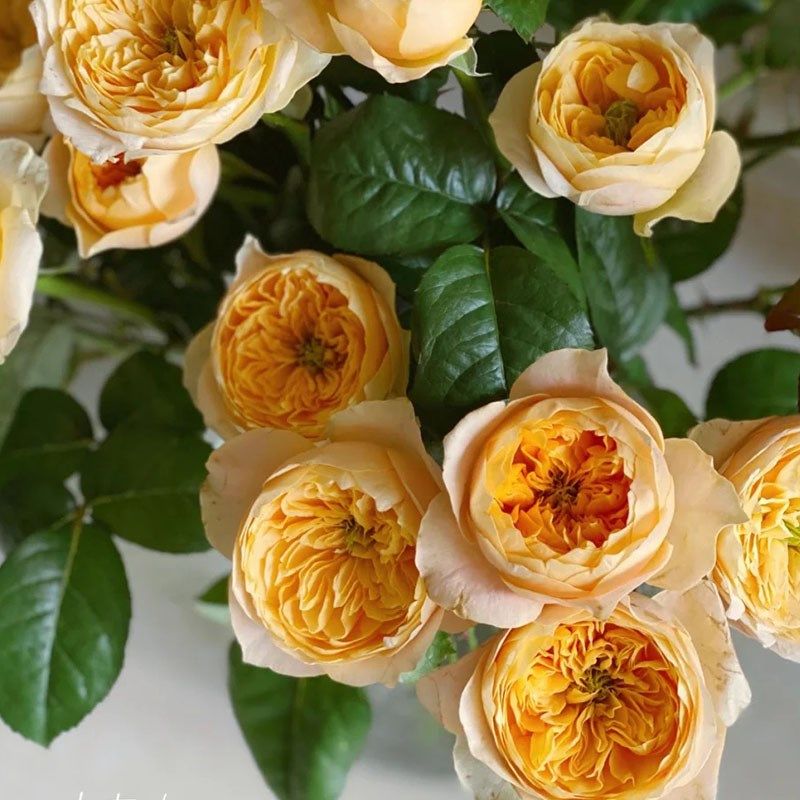 Yoyo花花世界奥斯汀花型黄蝴蝶鲜花花艺插花花瓶插花花艺插花