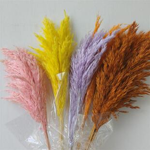 芦柴小芦苇干花永生花花束材料配材梦幻婚庆软装多色