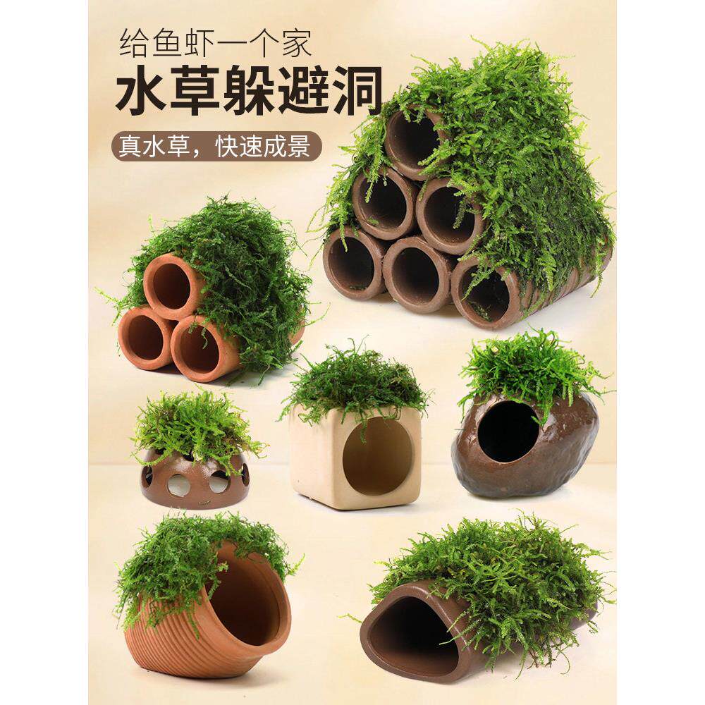 鱼缸莫斯陶罐水草造景真植物鱼虾躲避罐虾屋小摆件小鱼繁殖躲避屋