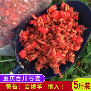 重庆合川逗钓谷麦鱼饵饵料鲤鱼野钓专用草鱼蜂蜜打鱼饵五谷杂粮小