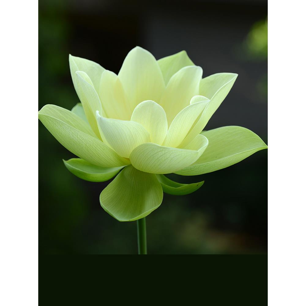 【金陵凝翠】碗莲乌托邦 - 中大型 盆栽池栽庭院水生观赏荷花种藕