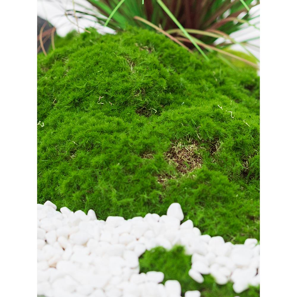 模拟绿色植物墙苔藓苔藓人造草坪微景观假植物窗软装景观美化装饰