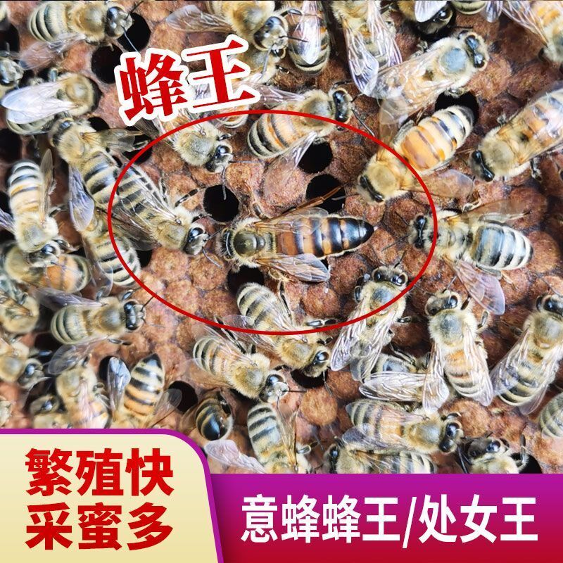 意蜂蜂王开产王蜜浆型黄环喀尔巴阡黑环高加索东北黑蜂种王意蜂王