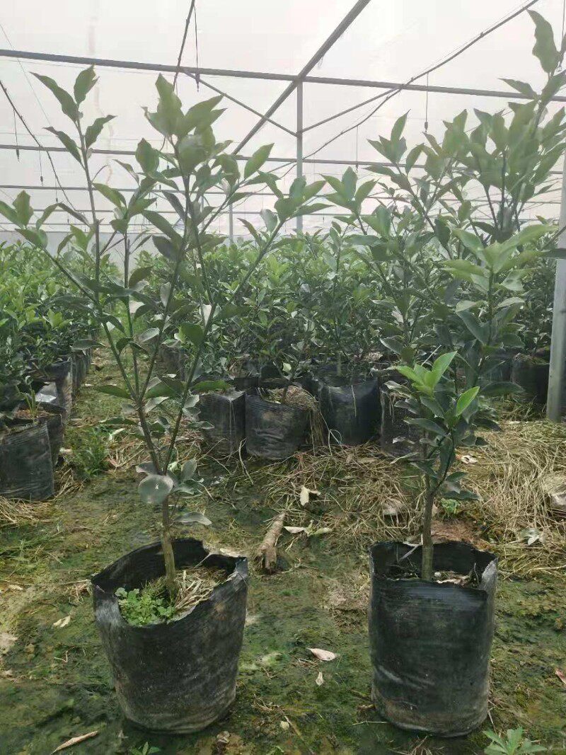 广西柳州融安脆蜜金桔三年大苗脆蜜金柑苗滑皮金桔苗庭院盆景地栽