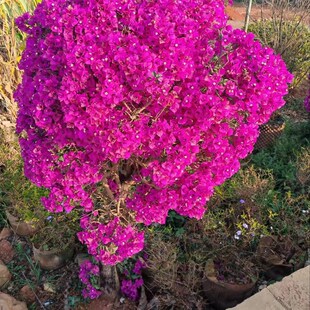 三角梅老桩鲜花修建开花三角梅花园阳台庭院花台