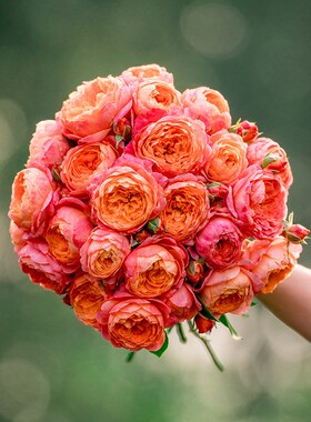 【橘子】天狼自育月季玫瑰 多季开花丰花灌木月季